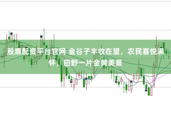 股票配资平台官网 金谷子丰收在望，农民喜悦满怀，田野一片金黄美景